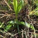 Anacamptis morio leaf picture by werner rom (cc-by-sa)