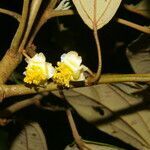 Hampea appendiculata flower picture by Nelson Zamora Villalobos (cc-by-nc)