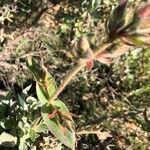 Cistus atriplicifolius leaf picture by Fernandez David (cc-by-sa)