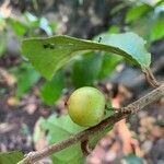 Flacourtia jangomas fruit picture by Angelina Thomas (cc-by-sa)