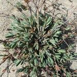 Polygonum maritimum habit picture by Llandrich anna (cc-by-sa)