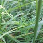 Galium boreale leaf picture by Valentin Öckinger (cc-by-sa)