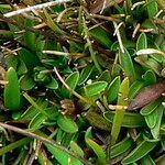 Gentianella limoselloides leaf picture by Fabien Anthelme (cc-by-sa)