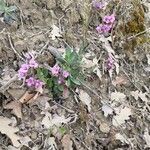 Arabis collina habit picture by Luca Borghesio (cc-by-sa)