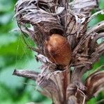 Acanthus spinosus fruit picture by Caw Vus (cc-by-sa)