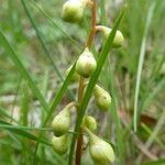 Pyrola chlorantha flower picture by margarida vila (cc-by-sa)