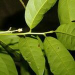 Trichilia adolfi fruit picture by Nelson Zamora Villalobos (cc-by-nc)