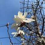 Magnolia stellata flower picture by 道草 (cc-by-sa)