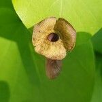 Aristolochia macrophylla flower picture by petschnik (cc-by-sa)