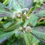 Euphorbia heterophylla flower picture by Makoto Makoto (cc-by-sa)