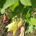 Bauhinia tomentosa habit picture by susan brown (cc-by-sa)