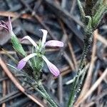 Dianthus armeria habit picture by Emmanuel Cosson (cc-by-sa)