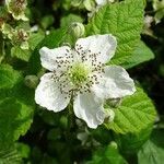 Rubus nemorosus flower picture by Alain Bigou (cc-by-sa)