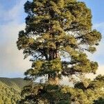 Pinus canariensis habit picture by Guy Escoffier (cc-by-sa)