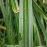 Carex microglochin leaf picture by Christian PELLOQUIN (cc-by-sa)