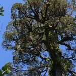 Fitzroya cupressoides habit picture by Daniel Barthelemy (cc-by-nc)