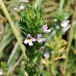 Euphrasia pectinata flower picture by mike (cc-by-sa)