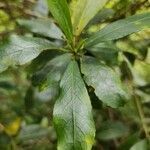 Claoxylon parviflorum leaf picture by bruno trebel (cc-by-sa)