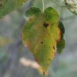 Dombeya populnea leaf picture by P. Bonnet (cc-by-sa)