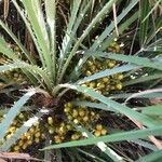 Chamaerops humilis flower picture by Carlo Poggio (cc-by-sa)