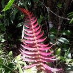 Blechnum occidentale flower picture by BM Dayana (cc-by-sa)