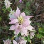 Monarda punctata flower picture by Elcene Tichelaar (cc-by-sa)