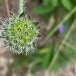 Knautia arvensis fruit picture by Francois Mansour (cc-by-sa)