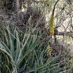 Aloe vera habit picture by Gabriel Ollivier (cc-by-sa)