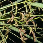 Desmodium angustifolium fruit picture by Nelson Zamora Villalobos (cc-by-nc)