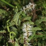 Mimosa platycarpa flower picture by Nelson Zamora Villalobos (cc-by-nc)