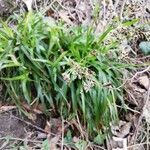 Juncus pygmaeus habit picture by M. Ralph (cc-by-sa)