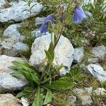 Campanula barbata habit picture by Francois Mansour (cc-by-sa)