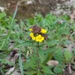 Erysimum virgatum flower picture by Klaus Hess (cc-by-sa)