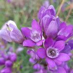 Gentianella germanica flower picture by Kampf Robert (cc-by-sa)