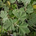 Malva subovata leaf picture by Maria Vittoria Poggi (cc-by-sa)