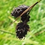 Carex atrata fruit picture by Pietro Brignoli (cc-by-sa)