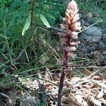 Orobanche amethystea leaf picture by Frederic Housset (cc-by-sa)