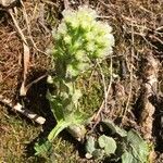 Petasites albus habit picture by Daniel Barthelemy (cc-by-nc)