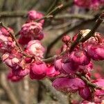 Prunus mume flower picture by Estelle Lefrancois (cc-by-sa)