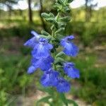 Salvia reflexa flower picture by Jake Gaster (cc-by-sa)