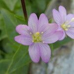 Epilobium anagallidifolium flower picture by Llandrich anna (cc-by-sa)