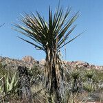 Yucca schidigera habit picture by Daniel Barthelemy (cc-by-nc)