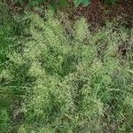 Agrostis capillaris habit picture by Karsten Hoffmeyer (cc-by-sa)