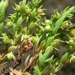 Lysimachia linum-stellatum fruit picture by Llandrich anna (cc-by-sa)