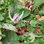 Erythronium dens-canis habit picture by Pietro Brignoli (cc-by-sa)