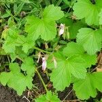 Pelargonium glechomoides leaf picture by susan brown (cc-by-sa)