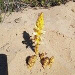 Orobanche densiflora flower picture by Guy Ney (cc-by-sa)