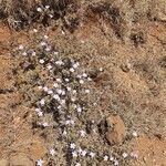 Barleria delamerei habit picture by susan brown (cc-by-sa)