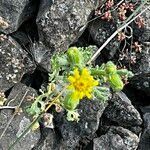 Senecio viscosus habit picture by Petr Harant (cc-by-sa)