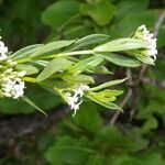 Declieuxia fruticosa flower picture by Nelson Zamora Villalobos (cc-by-nc)